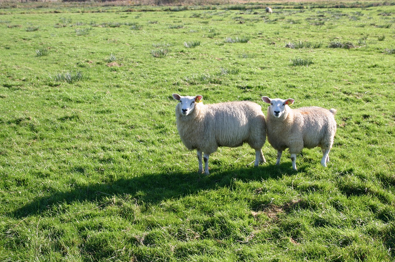 sheep meadow green grass free photo