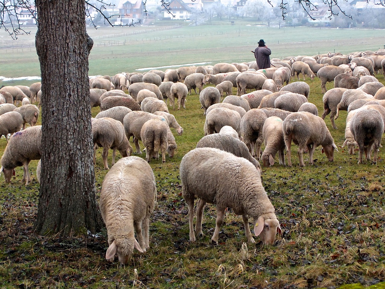 sheep schäfer flock free photo