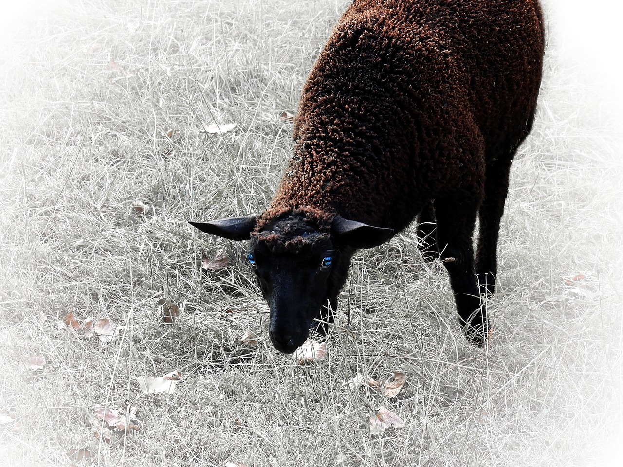 sheep animal mammal free photo