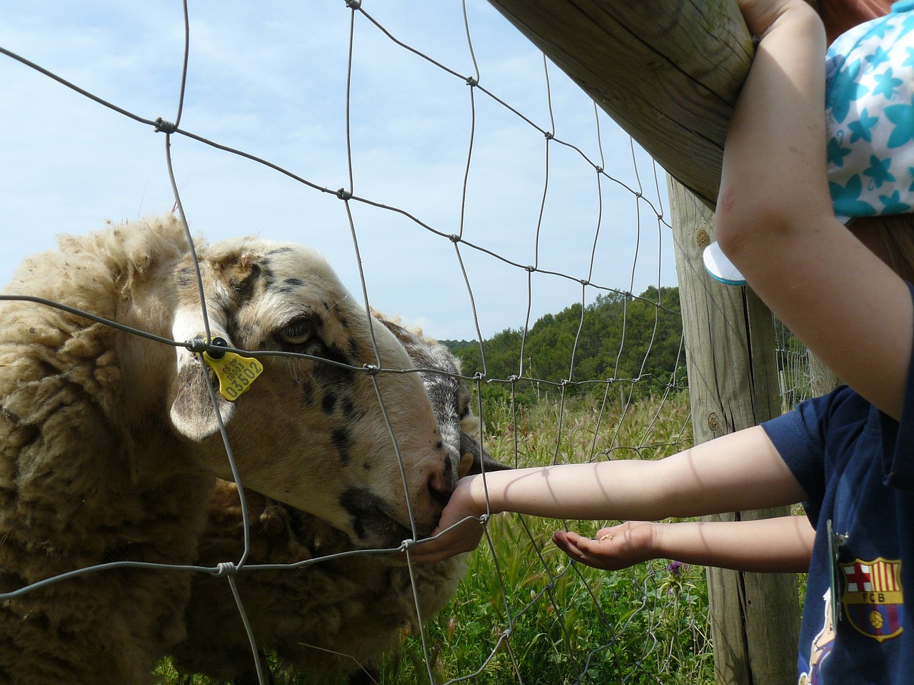 sheep animals eat free photo