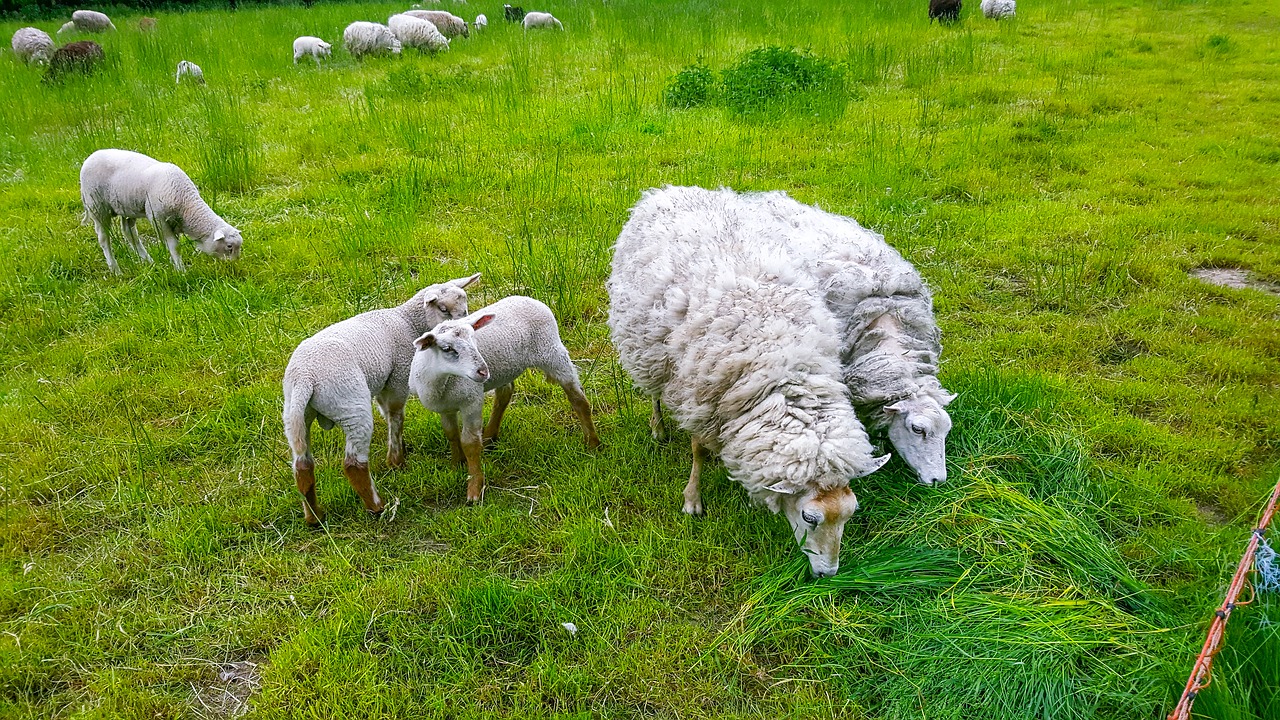 sheep lamb puppies free photo