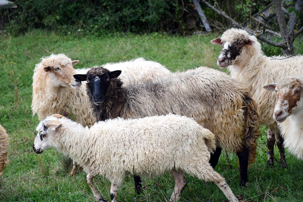 sheep animals agriculture free photo