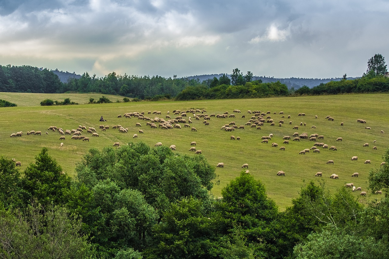 sheep the countryside herd free photo