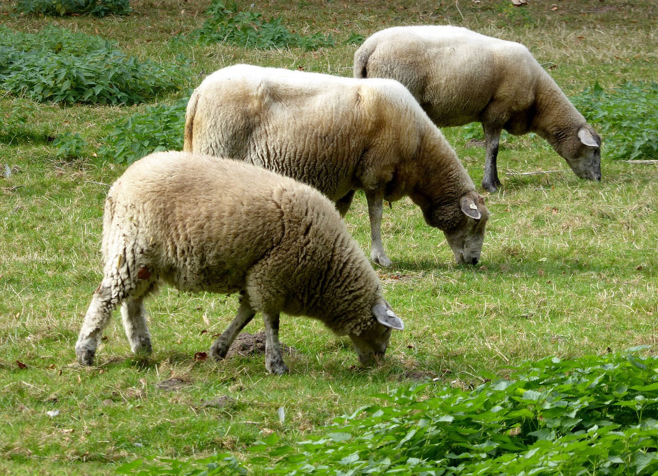 sheep wool pasture free photo
