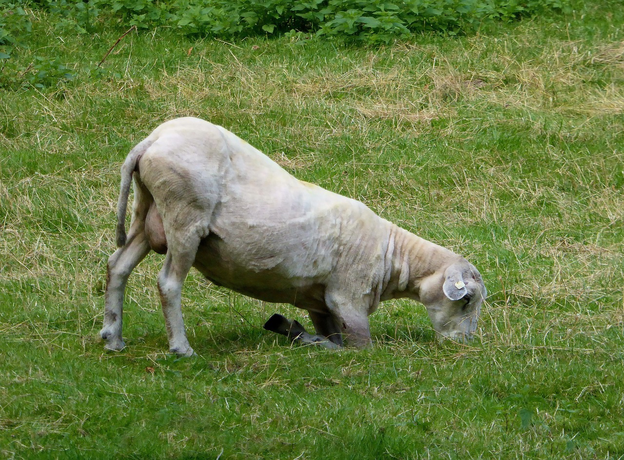 sheep graze shorn free photo