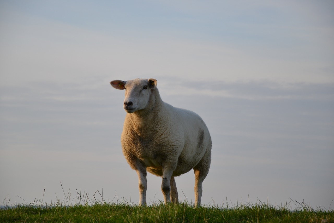 sheep north sea coast animal free photo