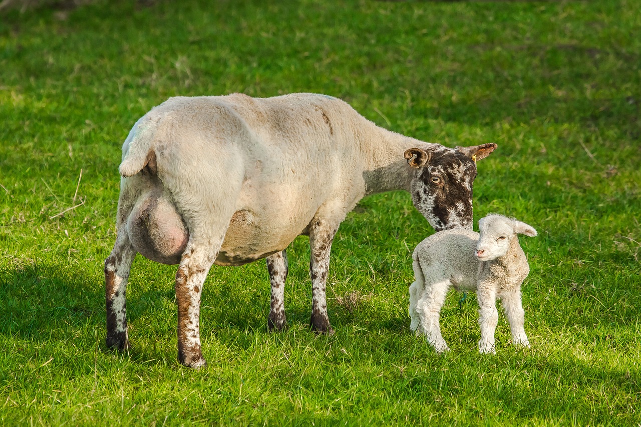 sheep chick farm free photo