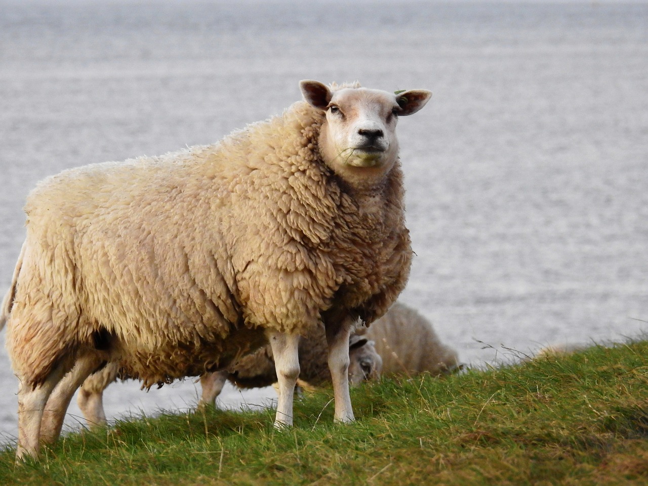 sheep animal nature free photo