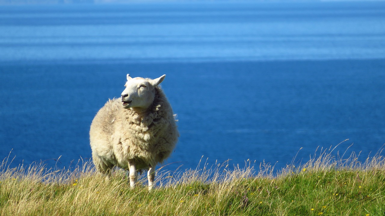 sheep sea grass free photo