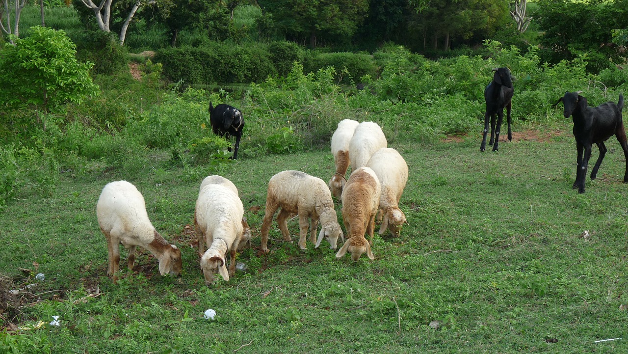 sheep goats grazing free photo