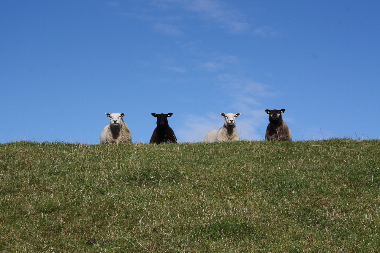 sheep flock schäfchen free photo