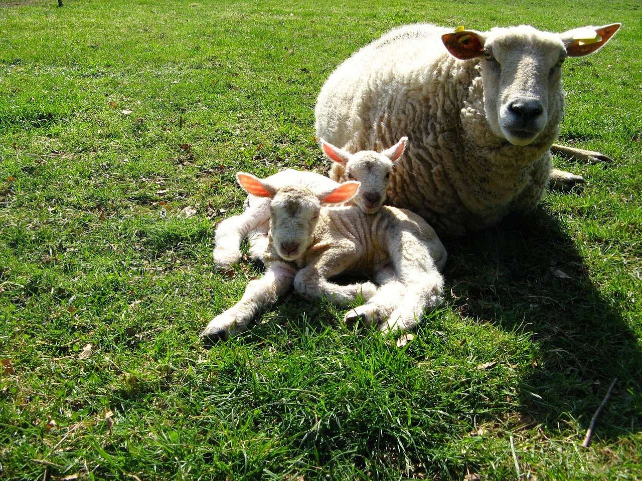 sheep lambs meadow free photo