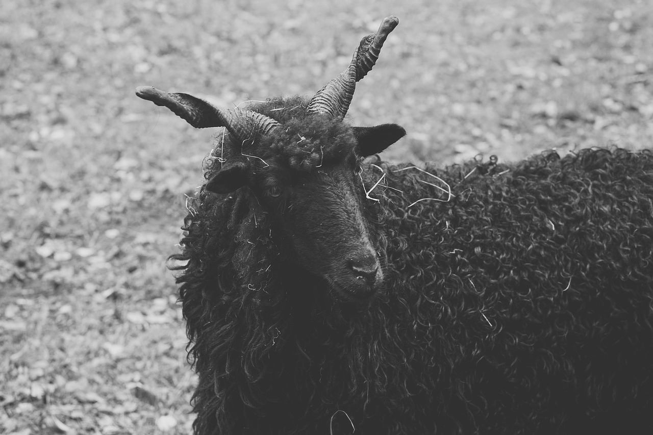 sheep black horns free photo