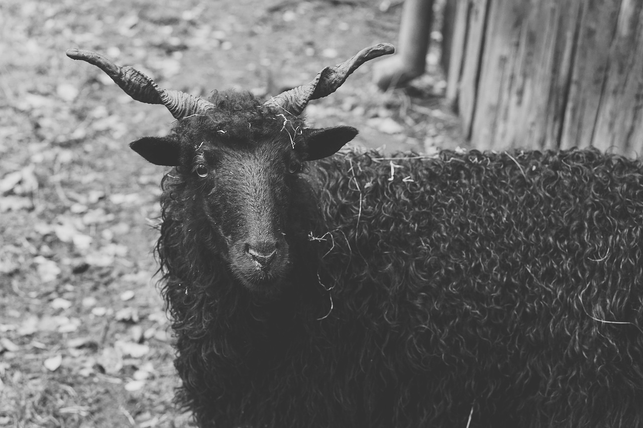 sheep black horns free photo