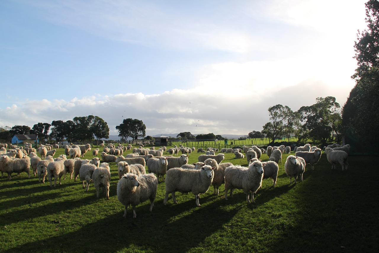 sheep farm paddock free photo