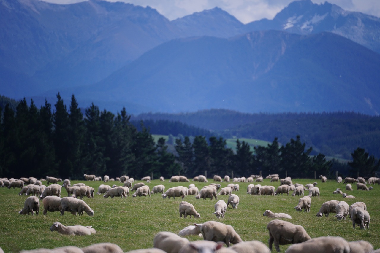 sheep new zealand farm free photo