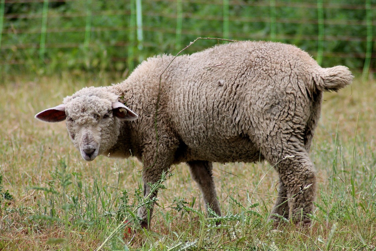 sheep lamb pasture free photo