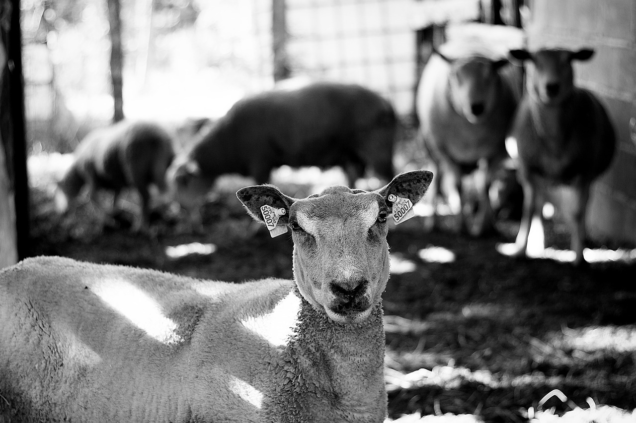 sheep wool animals free photo