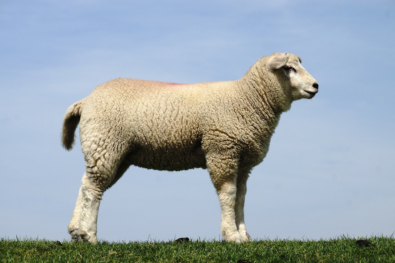 sheep lamb sky free photo