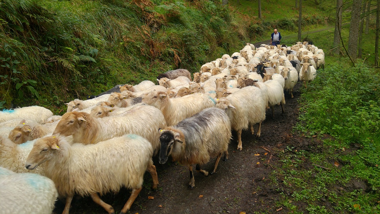 sheep pastor nature free photo