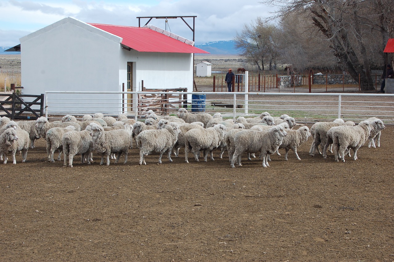 sheep field patagonia free photo
