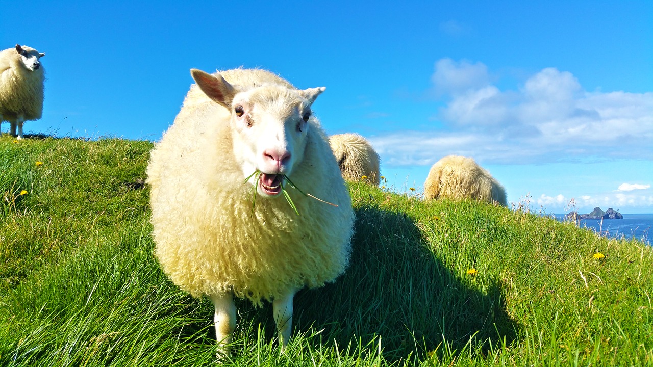 sheep iceland grass free photo