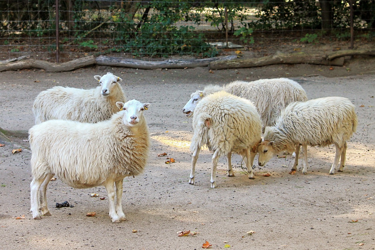 sheep wool sheep zoo free photo