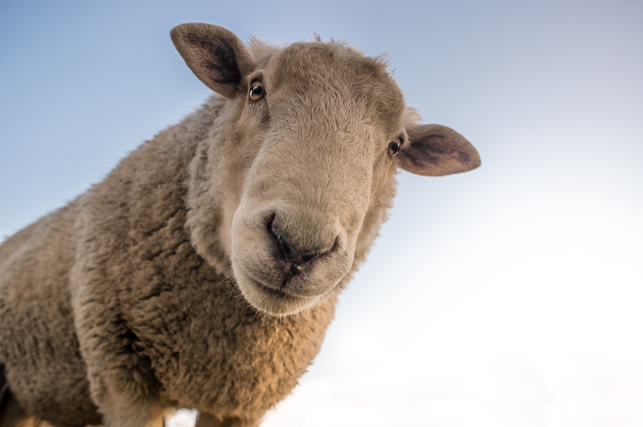 sheep curious look free photo