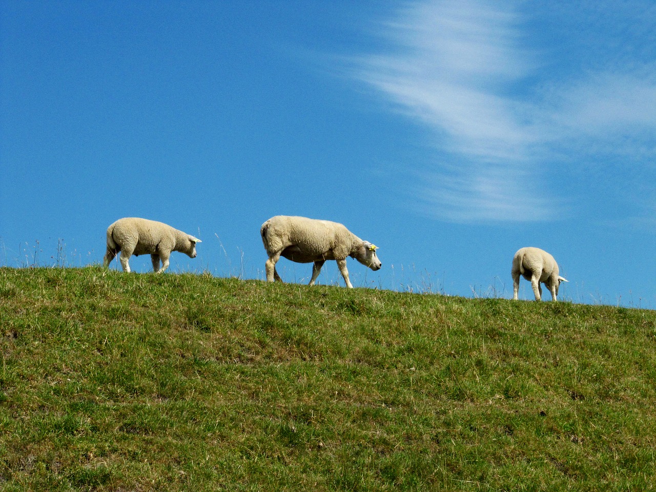 sheep lambs netherlands free photo