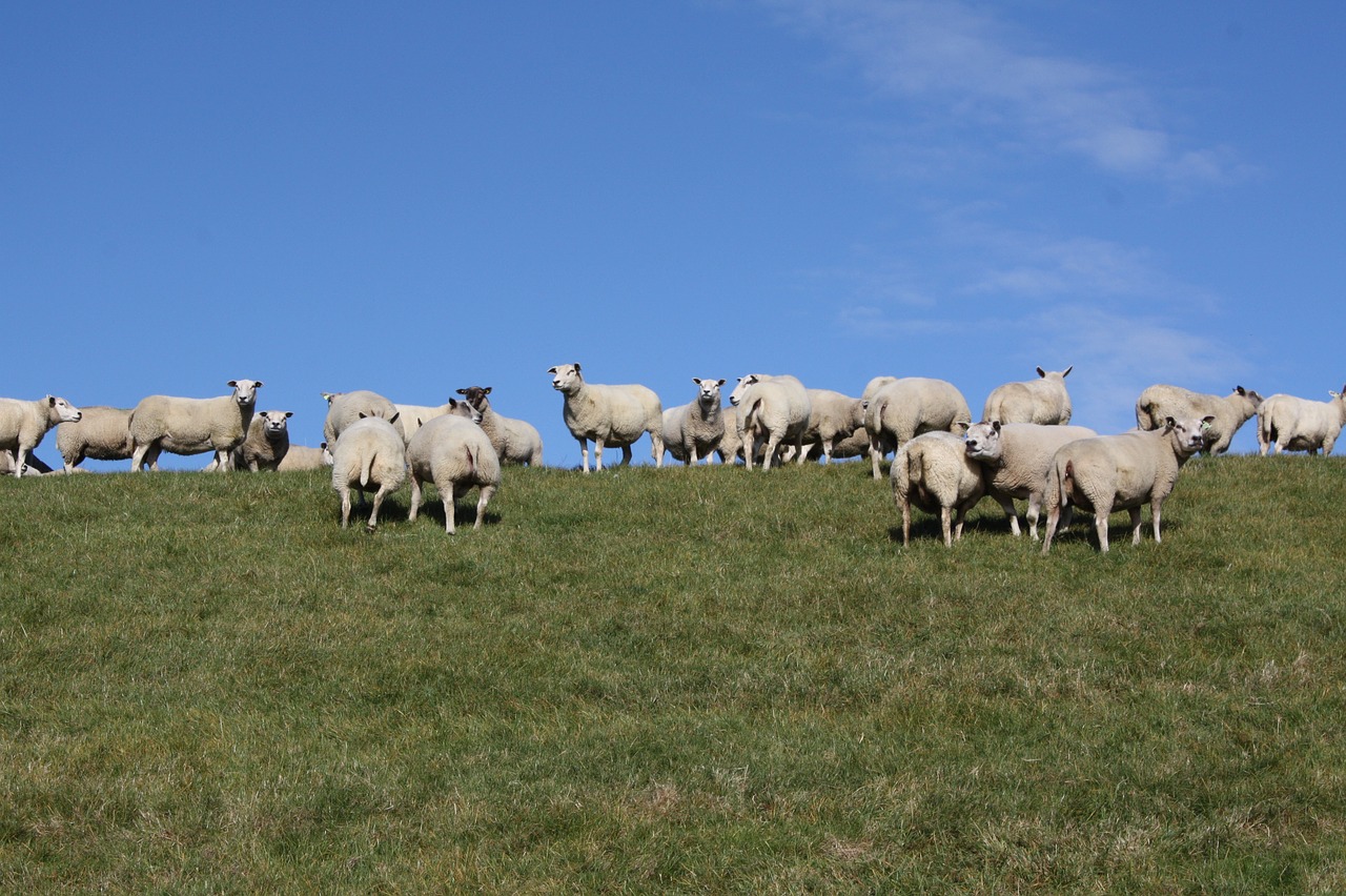 sheep flock dike free photo