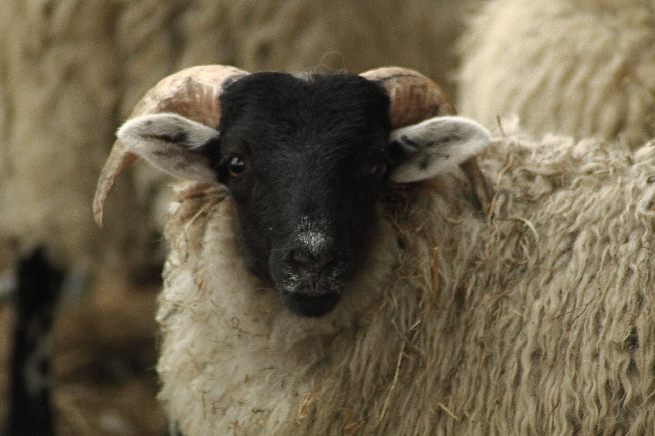 sheep schafkopf flock of sheep free photo