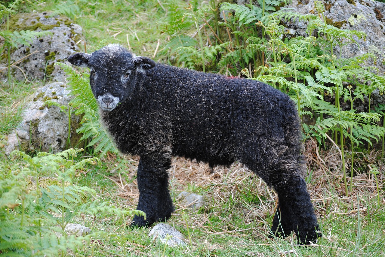 sheep hills lamb free photo