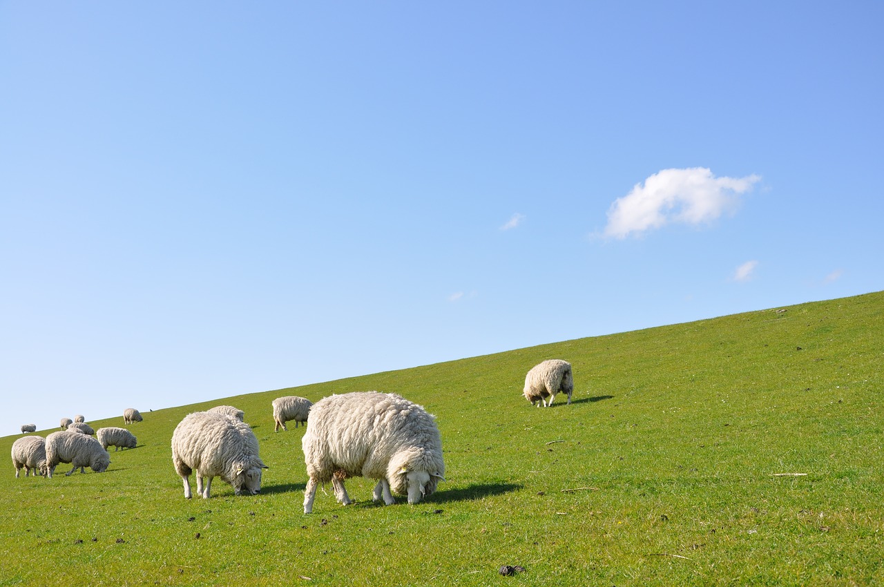 sheep dike nordfriesland free photo