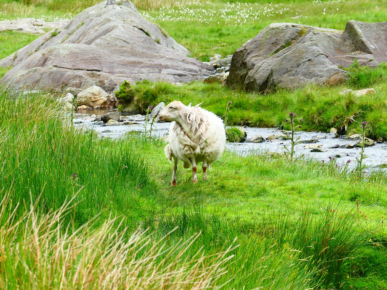 sheep wales snowdonia free photo