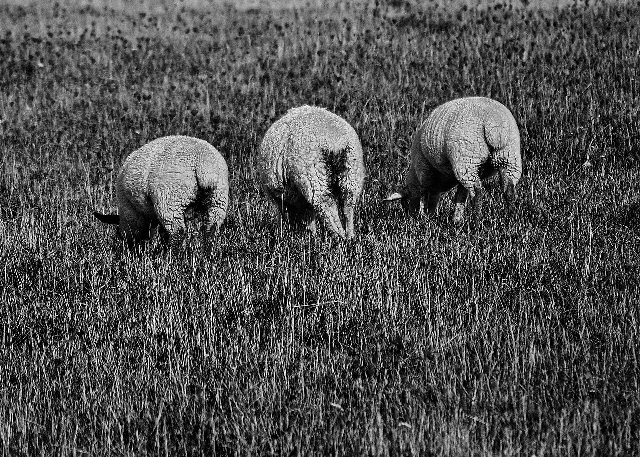 sheep backside black free photo