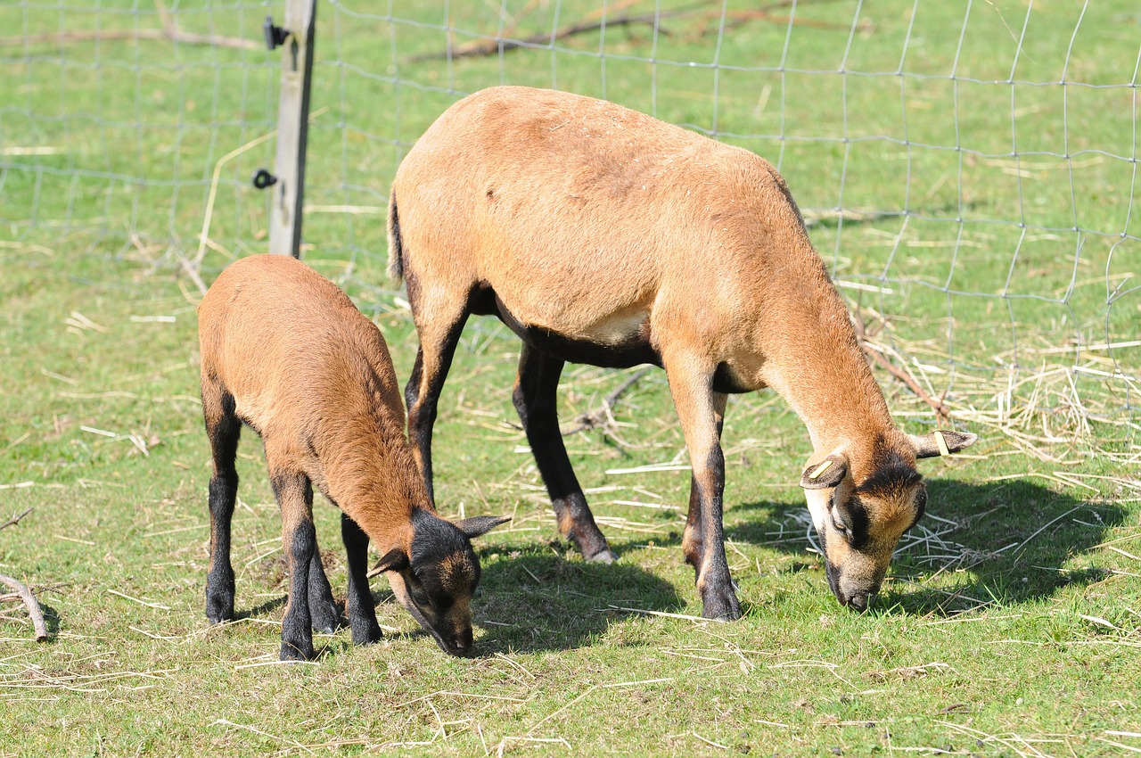 sheep cub lamb free photo