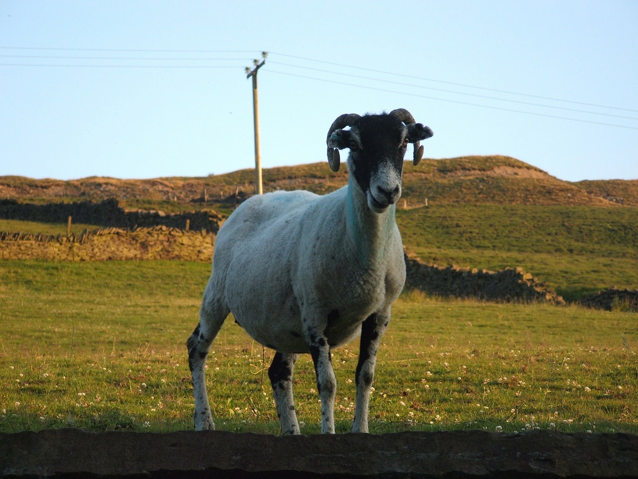 sheep cattle farm free photo