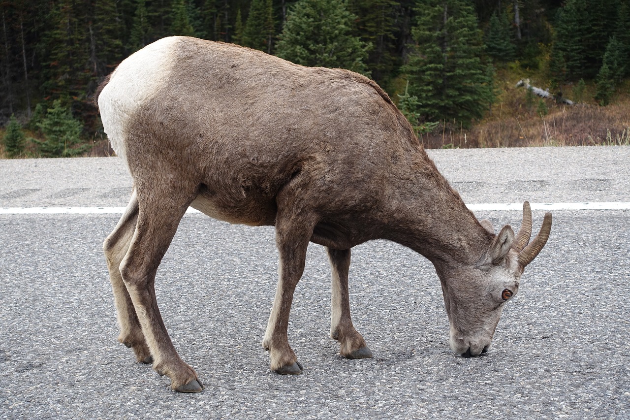 sheep canadian rockies free photo