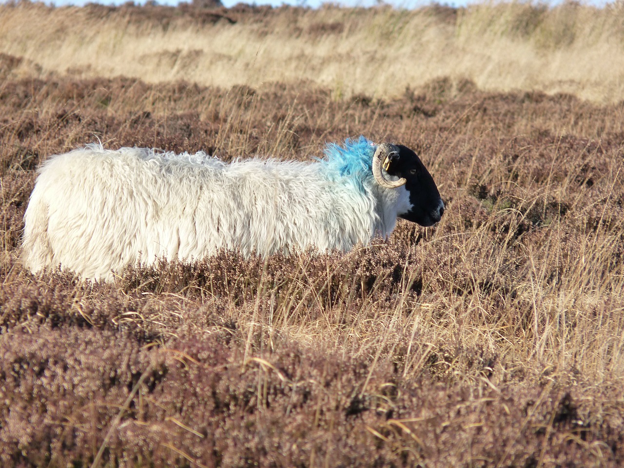 sheep ewe heather free photo