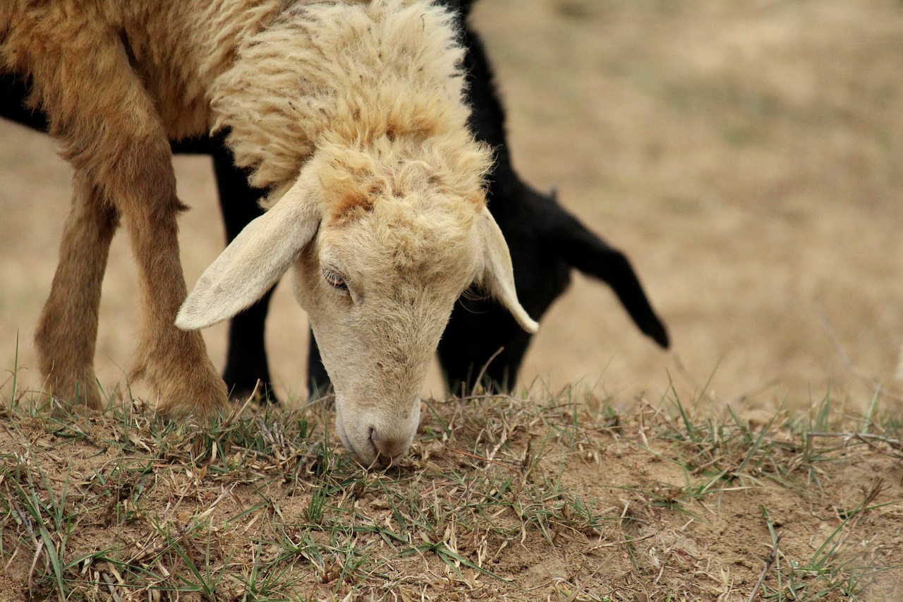 sheep animals lamb free photo