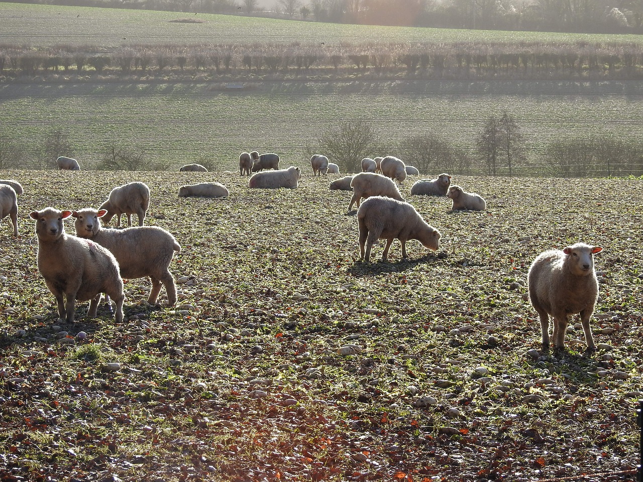 sheep frost nature free photo