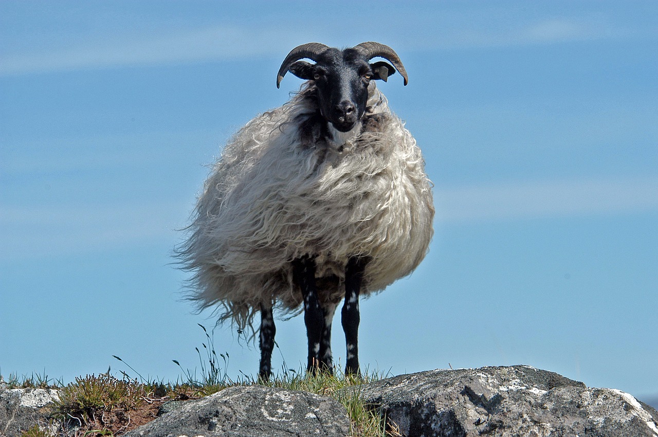 sheep ireland free pictures free photo