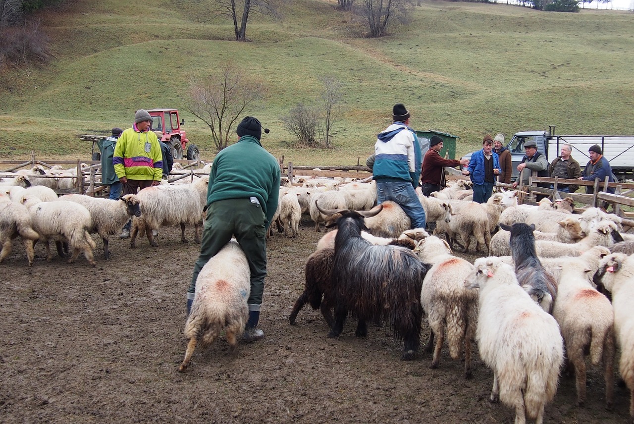 sheep sheepfold wool free photo