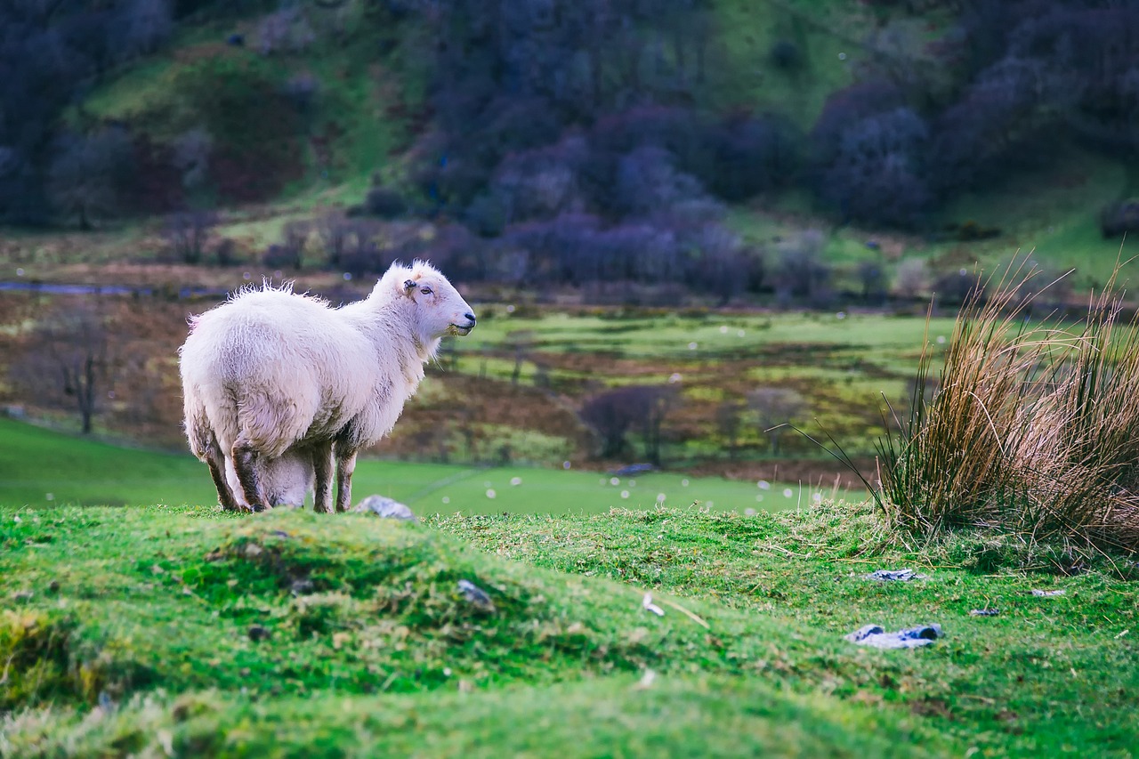 sheep animal livestock free photo