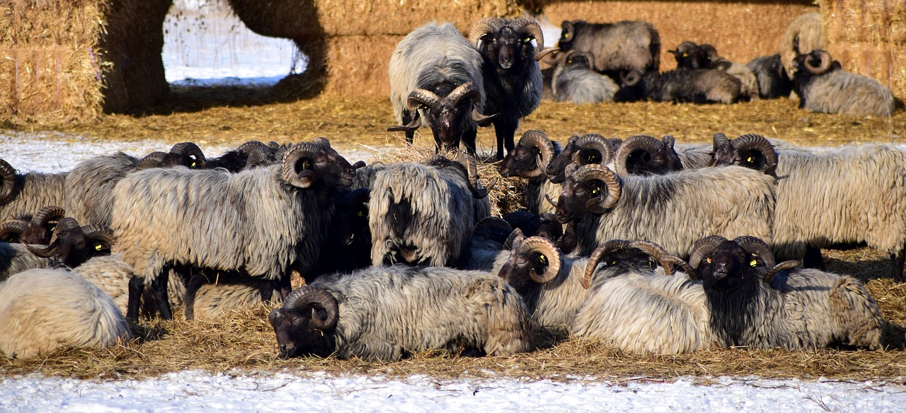 sheep flock of sheep pasture free photo