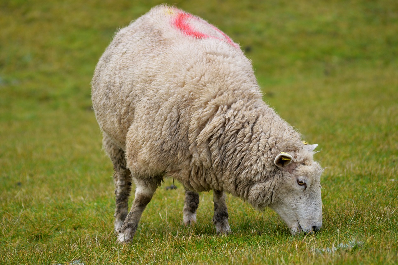 sheep grass livestock free photo