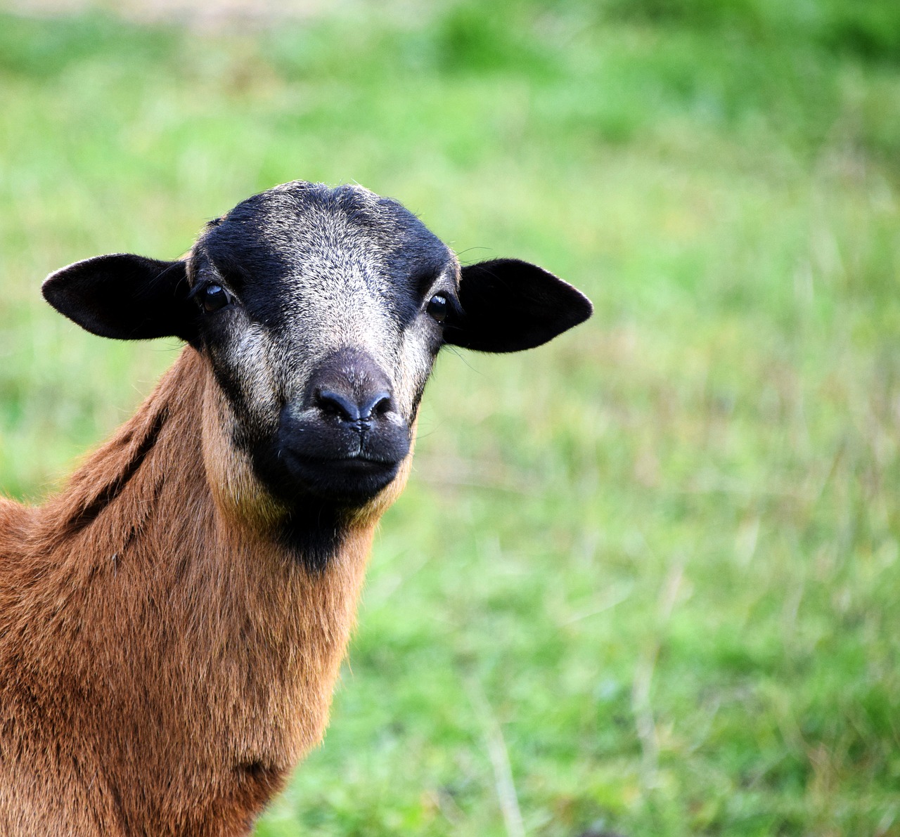 sheep curious animal free photo