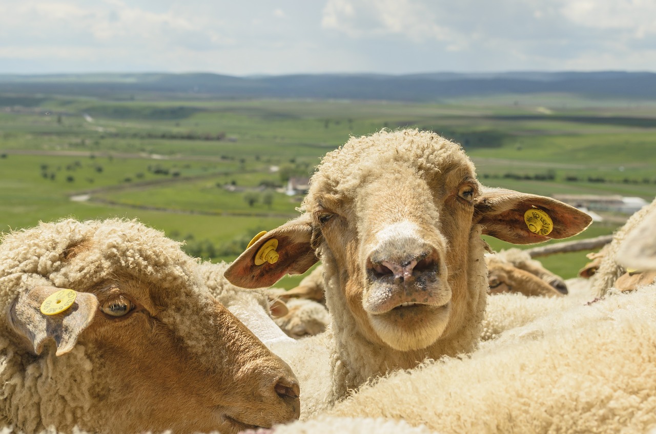 sheep landscape lamb free photo