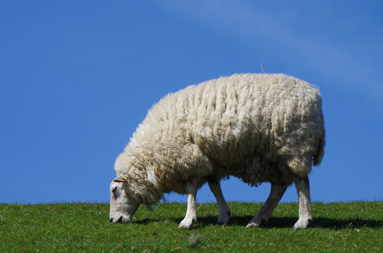 sheep wool animal free photo
