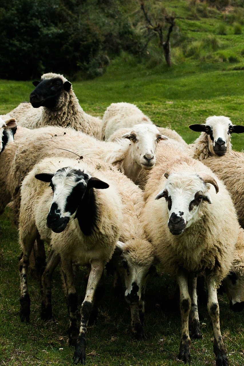 sheep flock livestock free photo